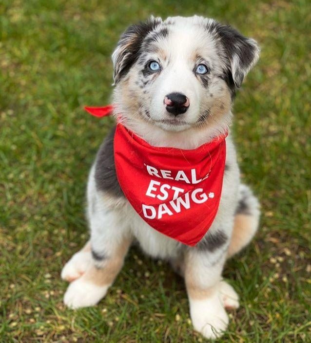 Dog Bandana - Real Estate Dawg. (Red) - All Things Real Estate