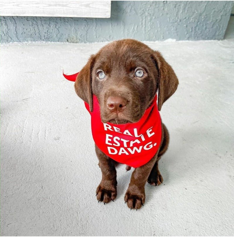 Dog Bandana - Real Estate Dawg. (Red) - All Things Real Estate