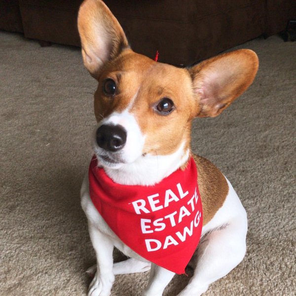 Dog Bandana - Real Estate Dawg. (Red) - All Things Real Estate