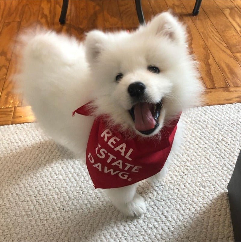 Dog Bandana - Real Estate Dawg. (Red) - All Things Real Estate