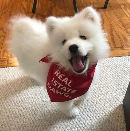 Dog Bandana - Real Estate Dawg. (Red) - All Things Real Estate