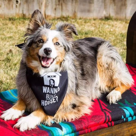 Dog Bandana - Wanna Buy a House?™ - All Things Real Estate