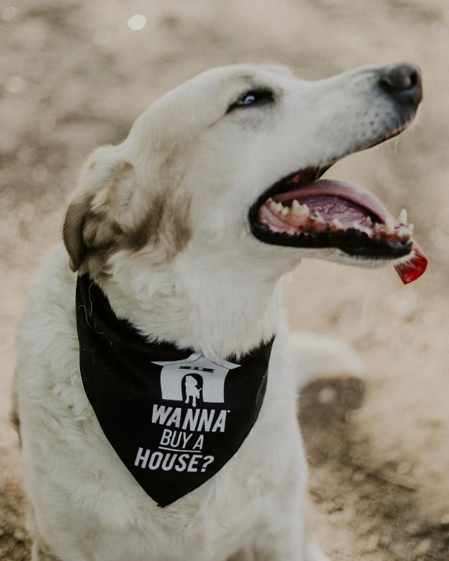 Dog Bandana - Wanna Buy a House?™ - All Things Real Estate