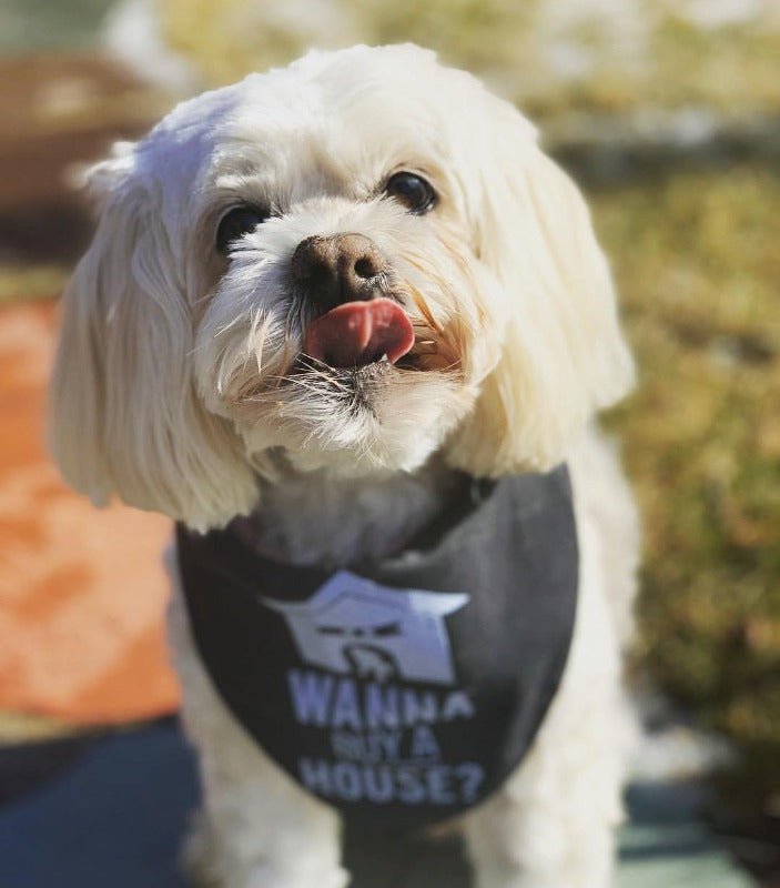 Dog Bandana - Wanna Buy a House?™ - All Things Real Estate