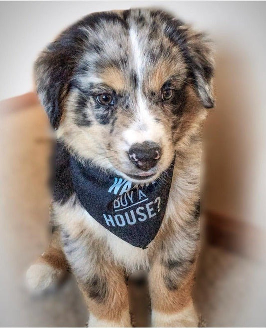 Dog Bandana - Wanna Buy a House?™ - All Things Real Estate