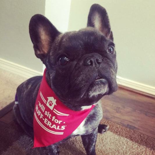 Dog Bandana - Will sit for RUFF-ERALS - All Things Real Estate