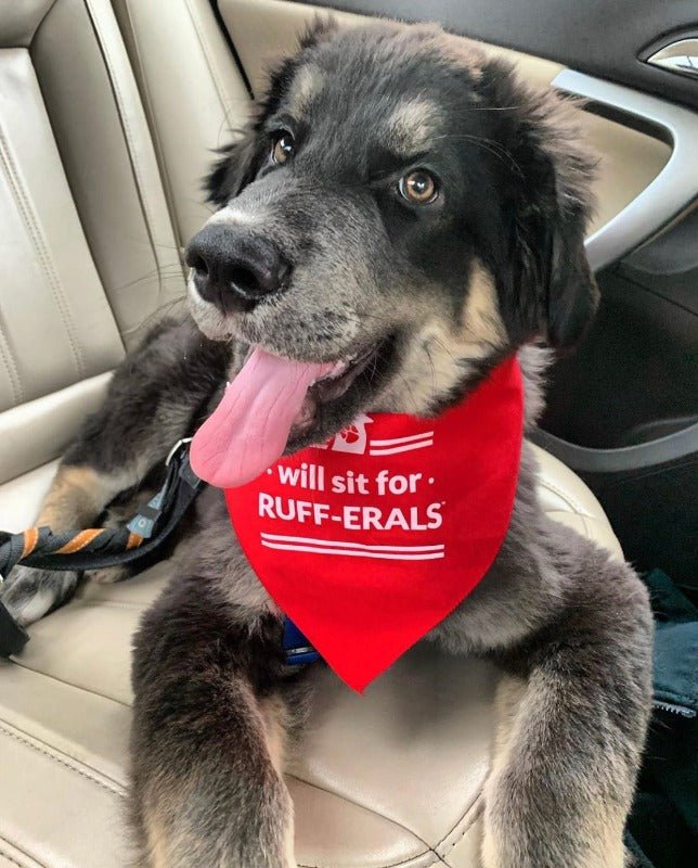 Dog Bandana - Will sit for RUFF-ERALS - All Things Real Estate