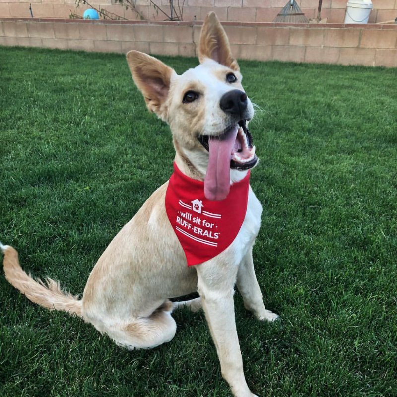Dog Bandana - Will sit for RUFF-ERALS - All Things Real Estate