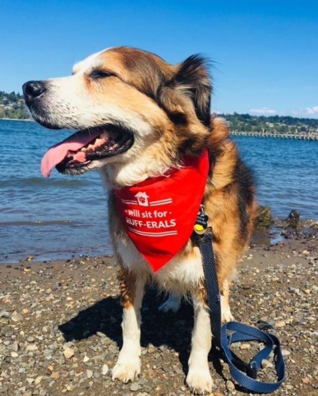 Dog Bandana - Will sit for RUFF-ERALS - All Things Real Estate